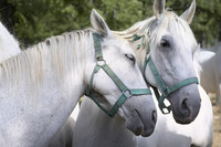 The Lipizzaners. Photo: Jakše Jeršič